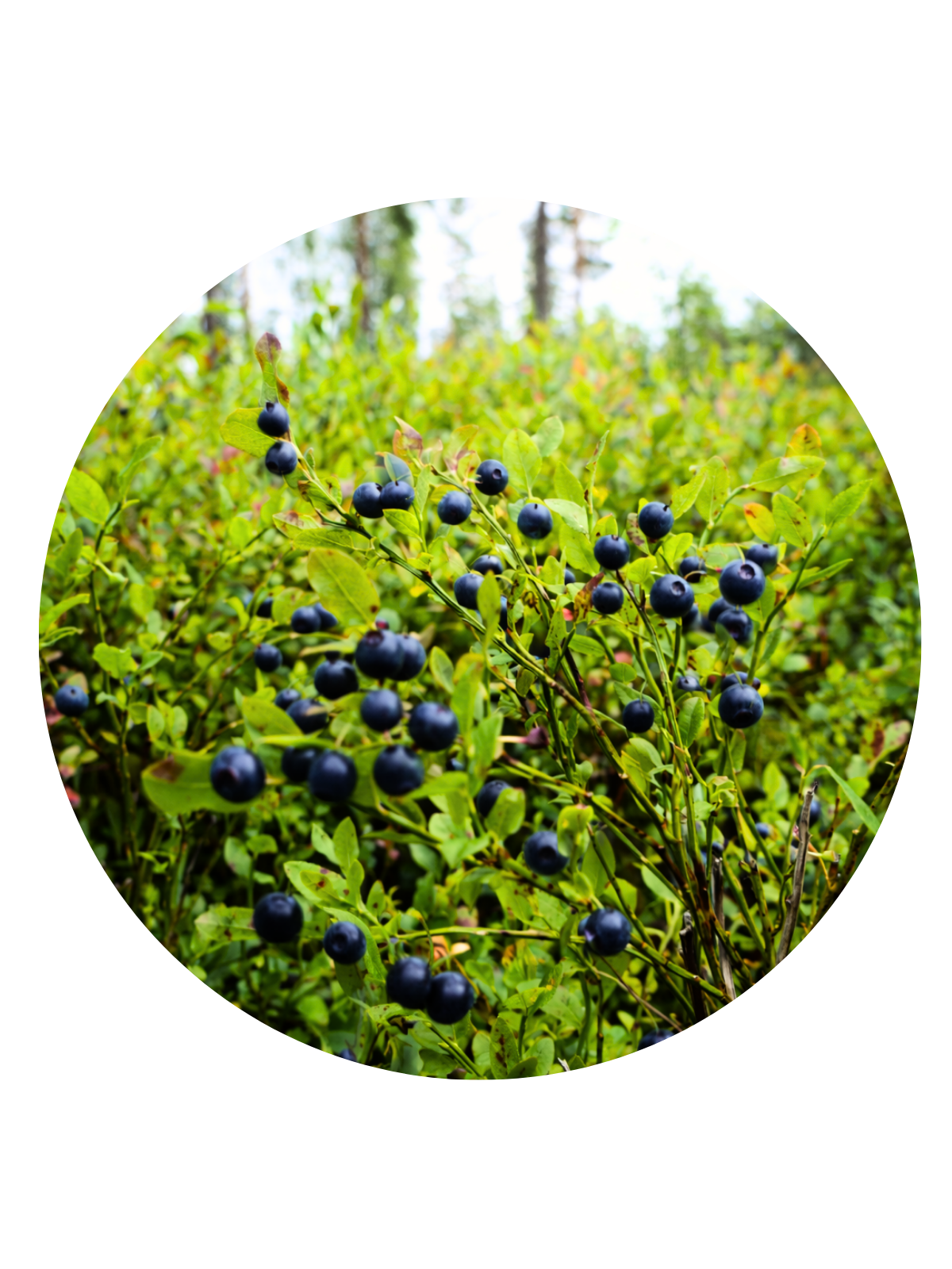 blueberries